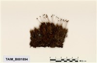 藏品(折葉曲尾苔)的圖片